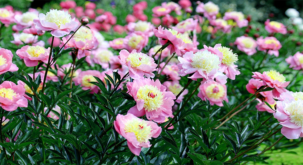 Peony Plants