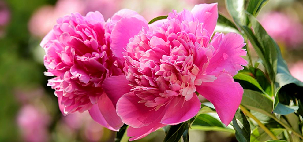 Pink Peonies