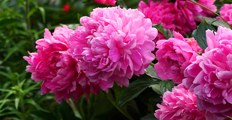 Pink peonies