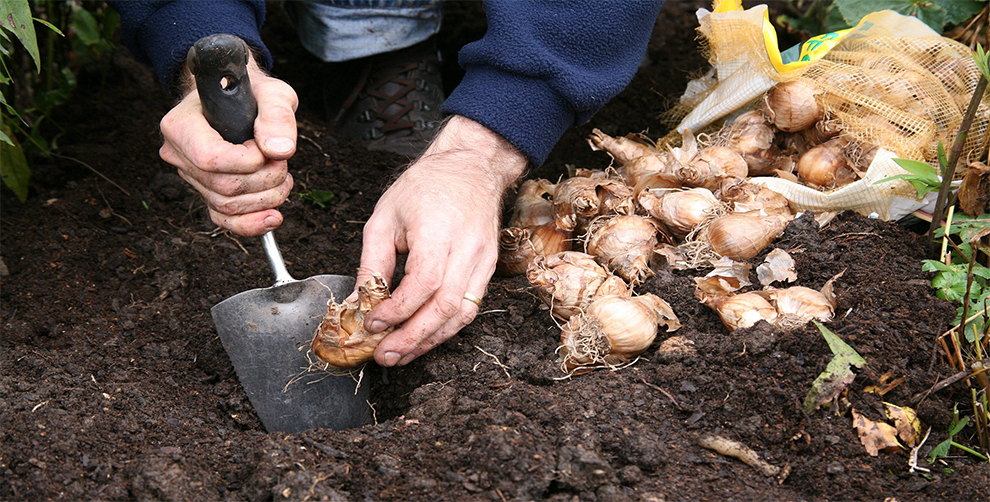 Plant Daffodil Bulbs in The Ground