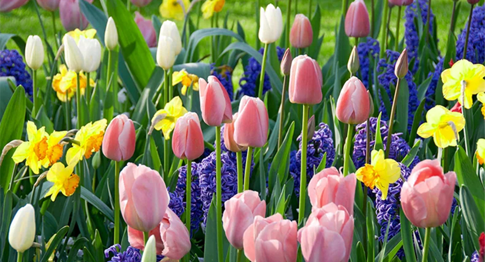 Plant Daffodils And Tulip Bulbs