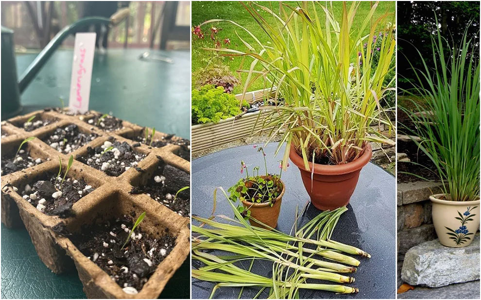 plant the lemongrass (in a seed tray and transplant it to the ground)
