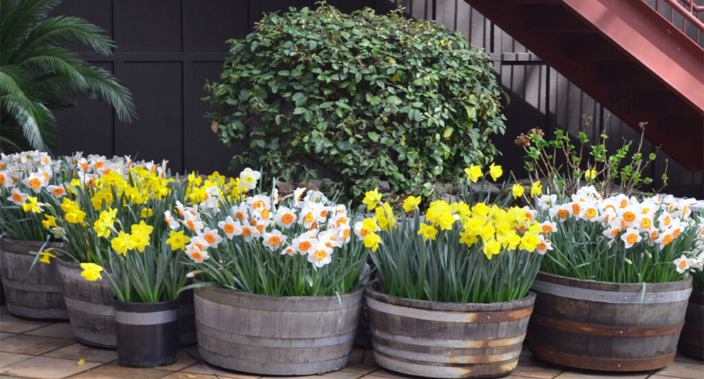 Planting Daffodils and Tulips Together In Pots Easy