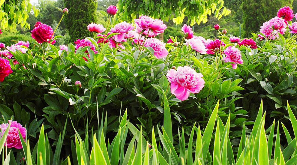 Planting Peonies In The Fall