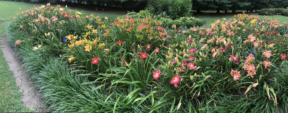 Planting the daylilies right