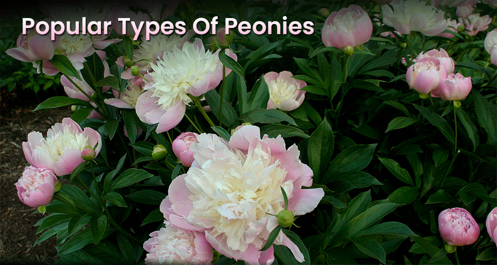 Popular Types Of Peonies