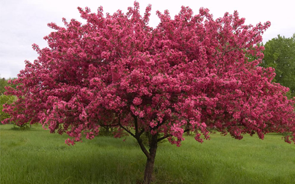 prairifire-crabapple-tree