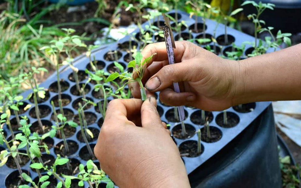 propagation from divided plants