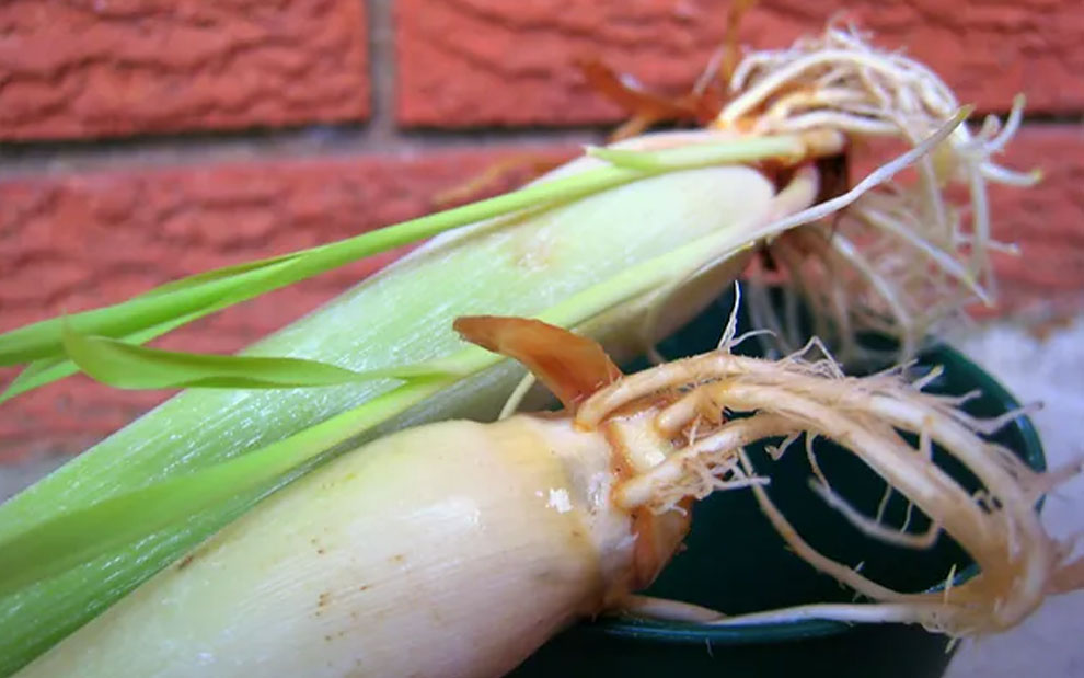 propagation from shop-bought stalks