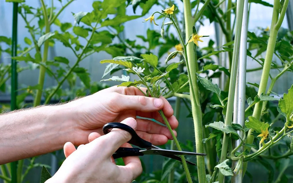 pruning cherry tomato plants