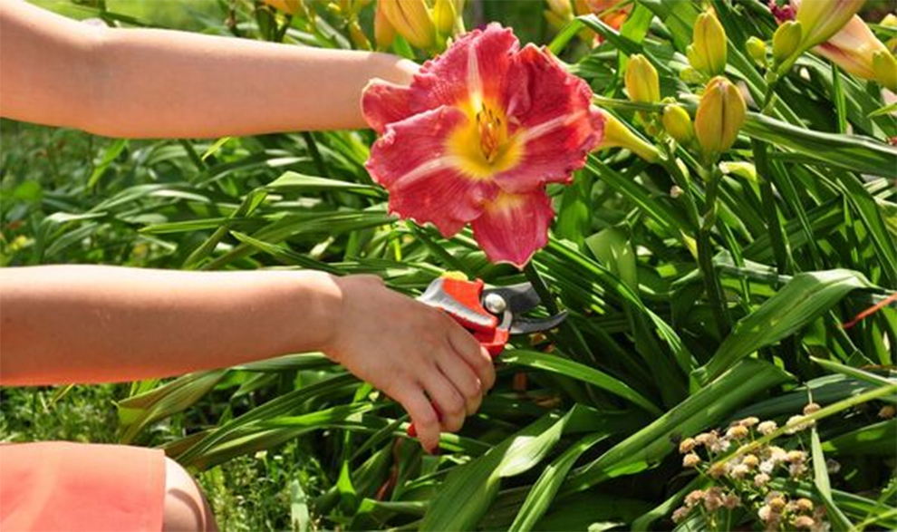 Pruning The Daylilies After Bloom