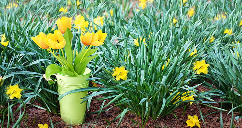 Put Tulips and Daffodils In The Same Vase When Cut