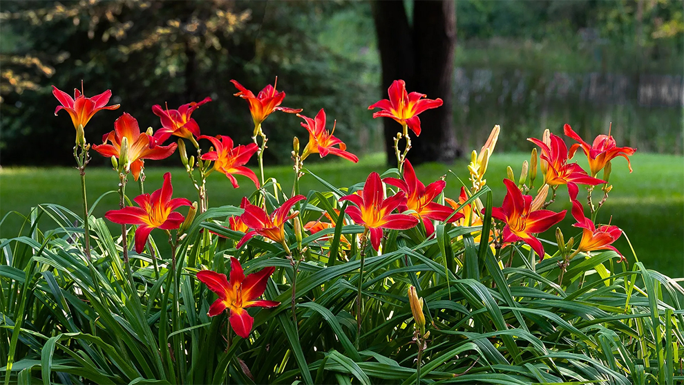 Re-Blooming The Daylilies