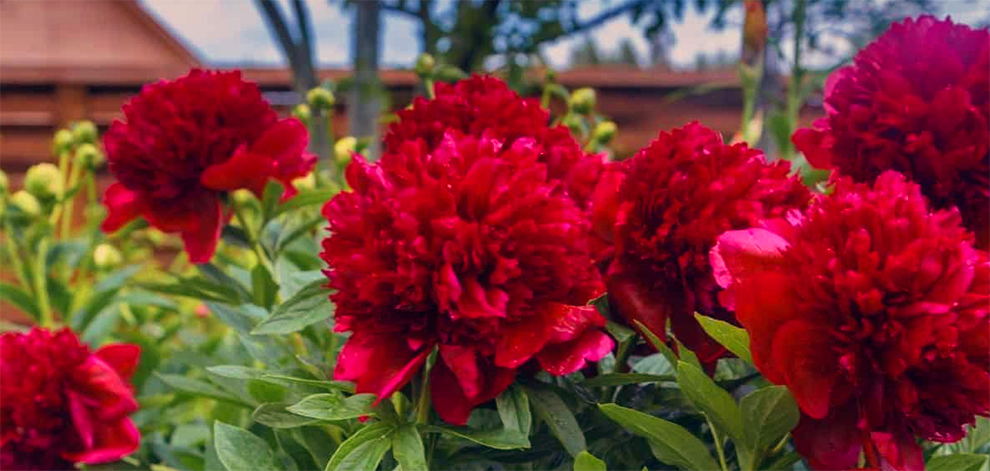 Red or Burgundy Peony Varieties