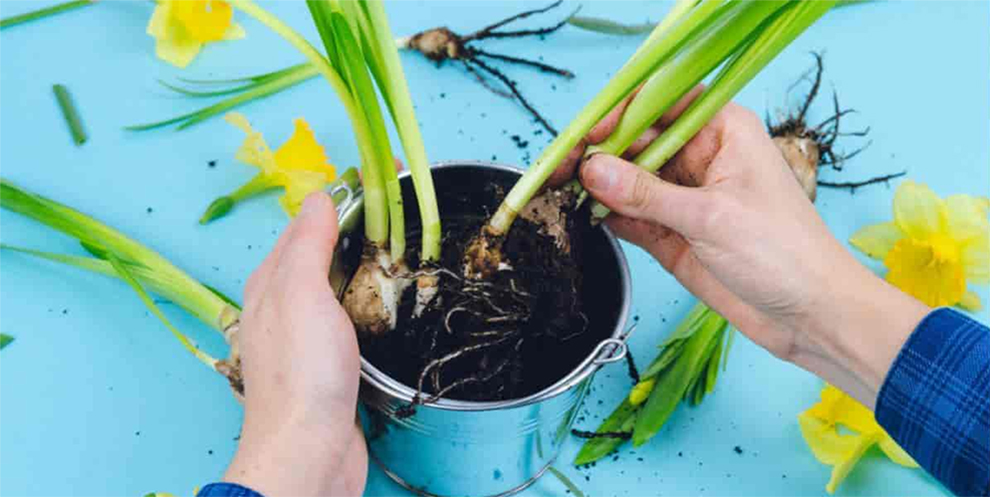 Repotting and Propagation of Daffodils