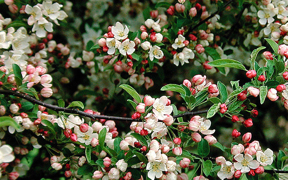 sargent dwarf crabapple