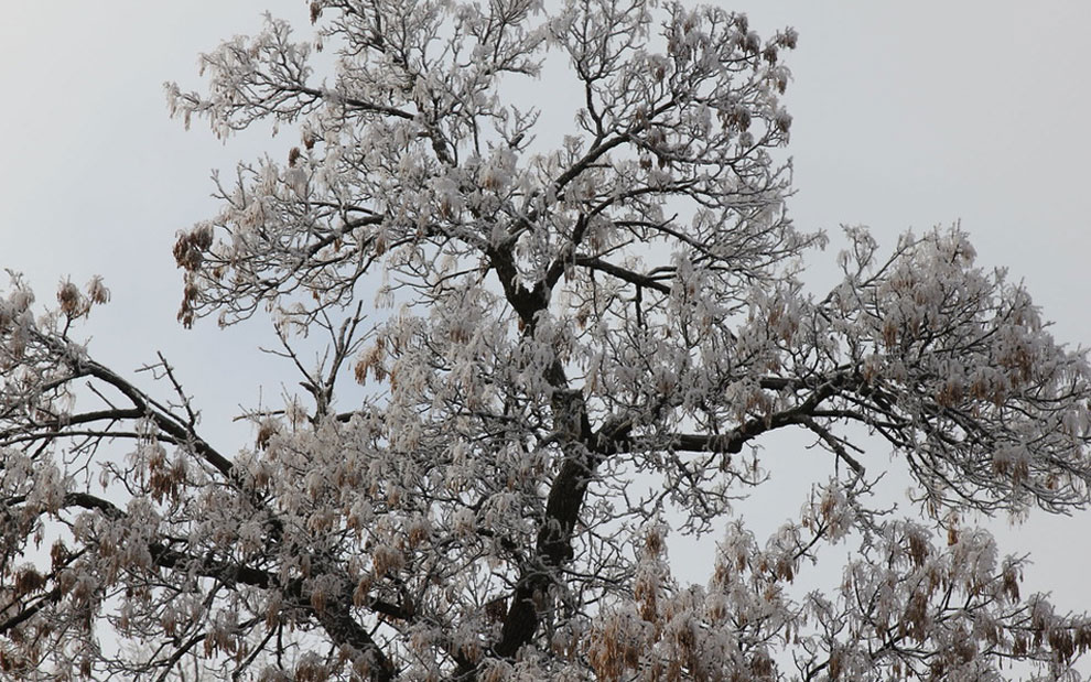 snow crystal