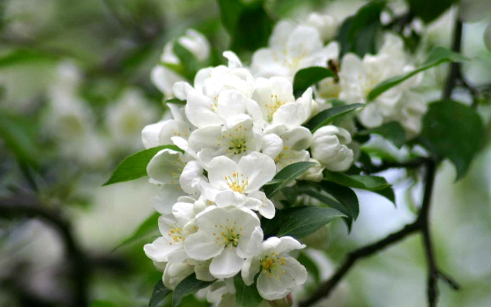 snowdrift crabapple