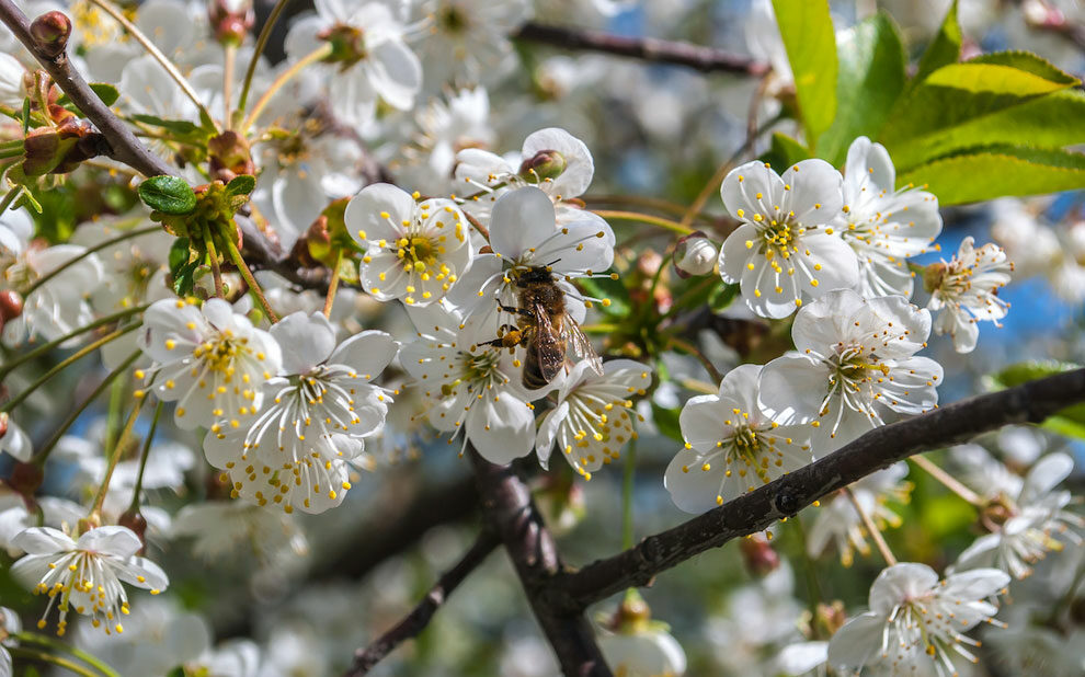 spring snow crabapple