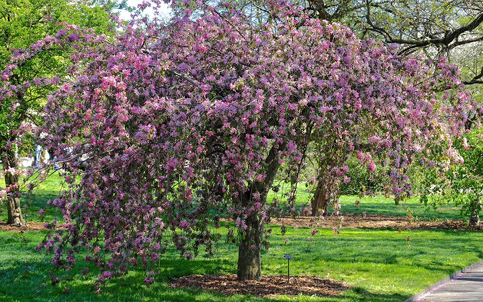 spring snow crabapple