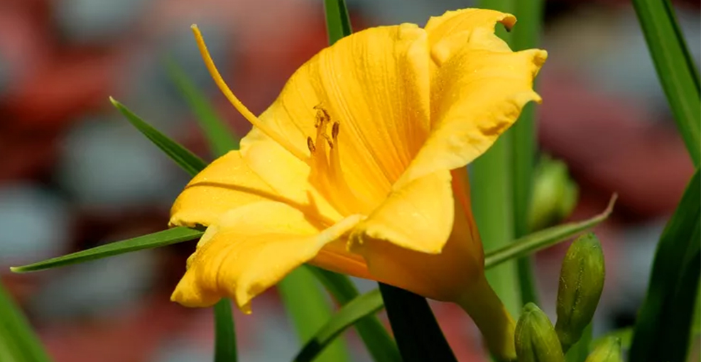 Stella Daylilies