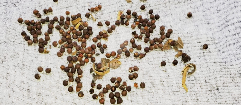 Stratify Daylily Seeds