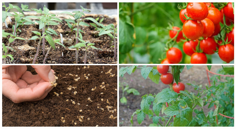 Tomatoes Grow From Seed