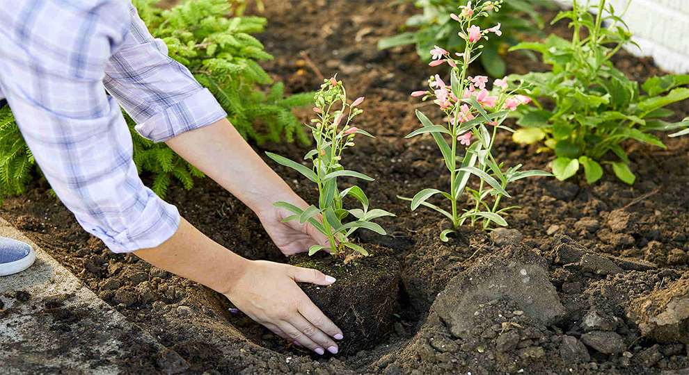 Transplanting Peonies In The Fall