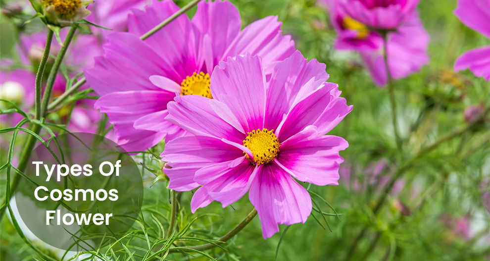 Types Of Cosmos Flower