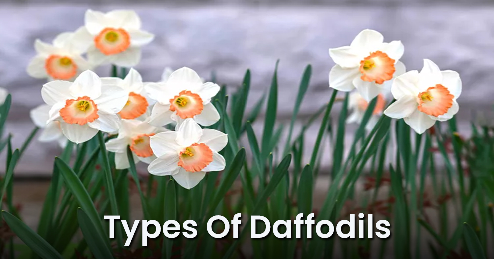 Types of Daffodils