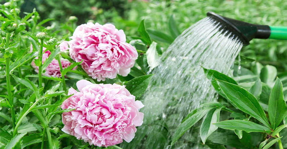 Watering Frequency Change for Peonies During Fall
