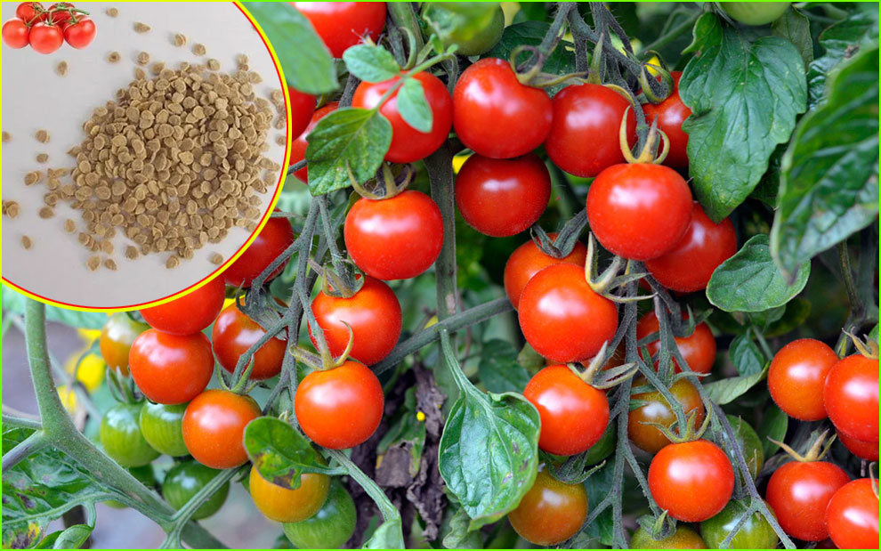 when to plant cherry tomato seeds