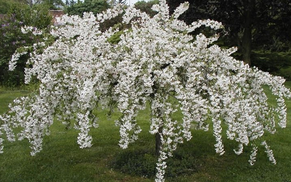 white cascade crabapple