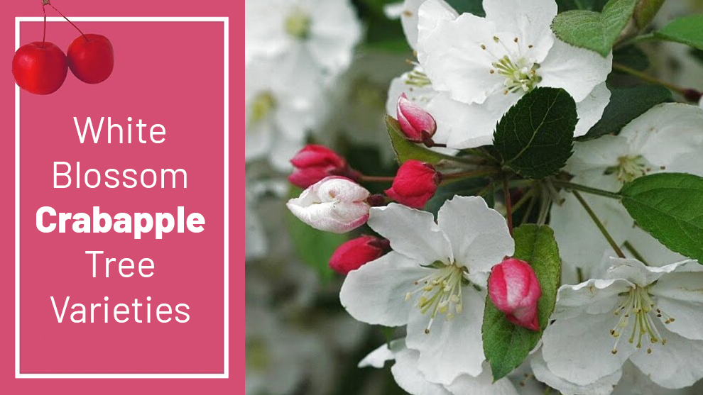 white flowering-crabapple tree varieties