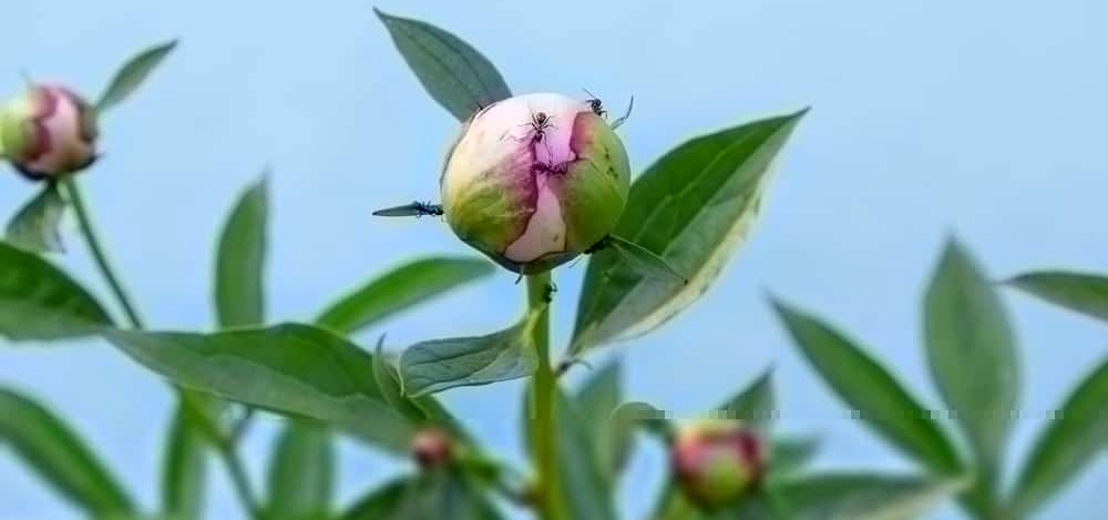 Will Peonies Bloom Without Ants