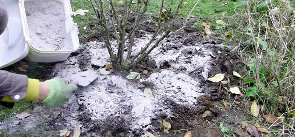 Wood ash