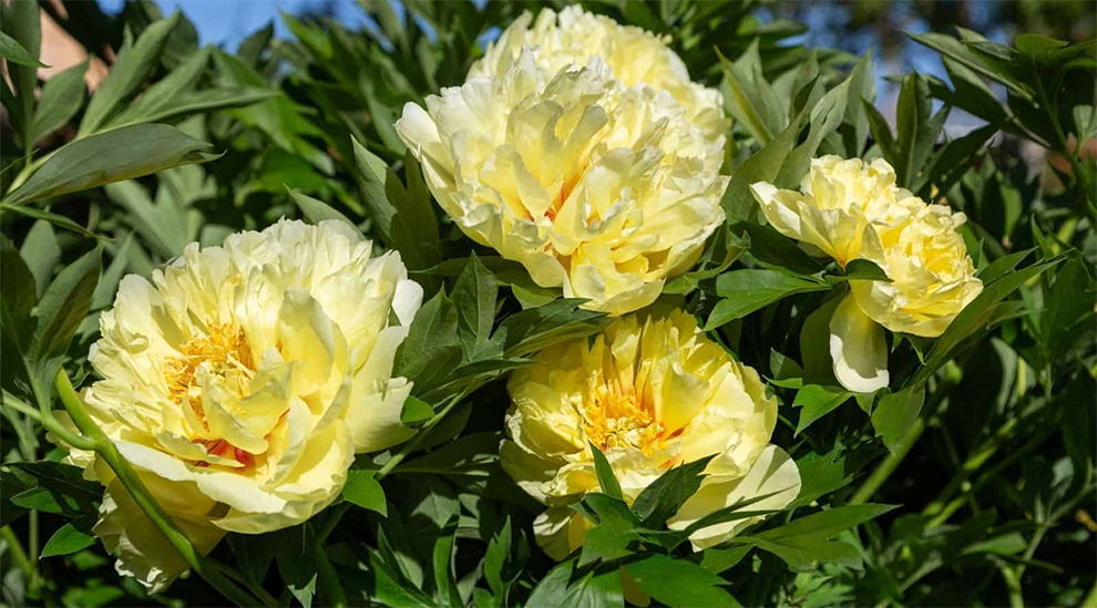 Yellow Peony Varieties