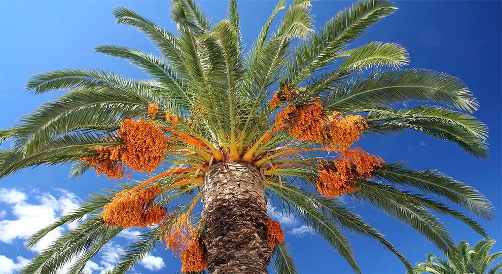 A Date Palm Tree Look Different From Other Palm Varieties