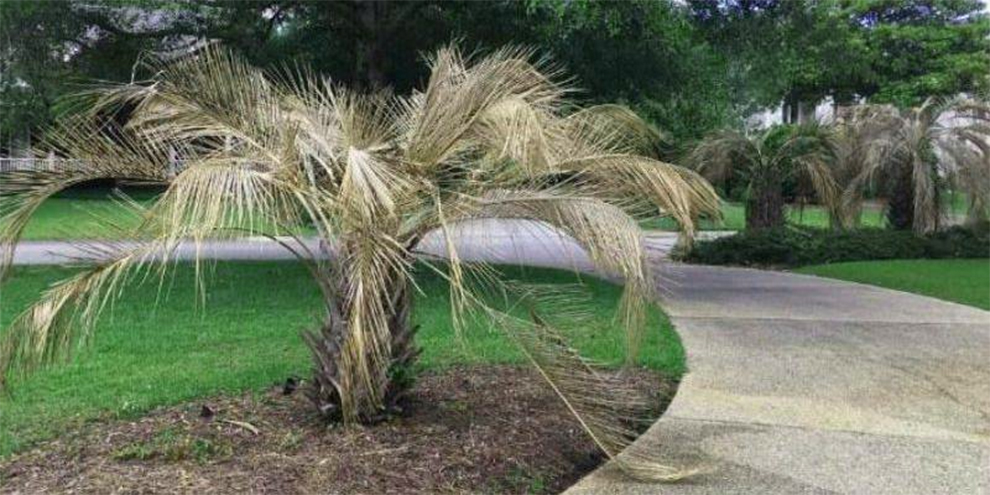 A Dead Palm Tree Come Back To Life