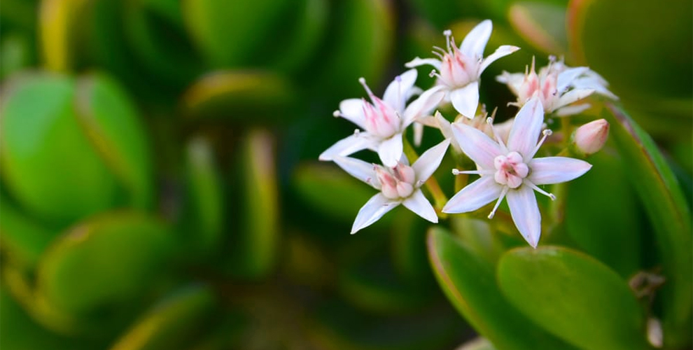 A Money Plant Flower