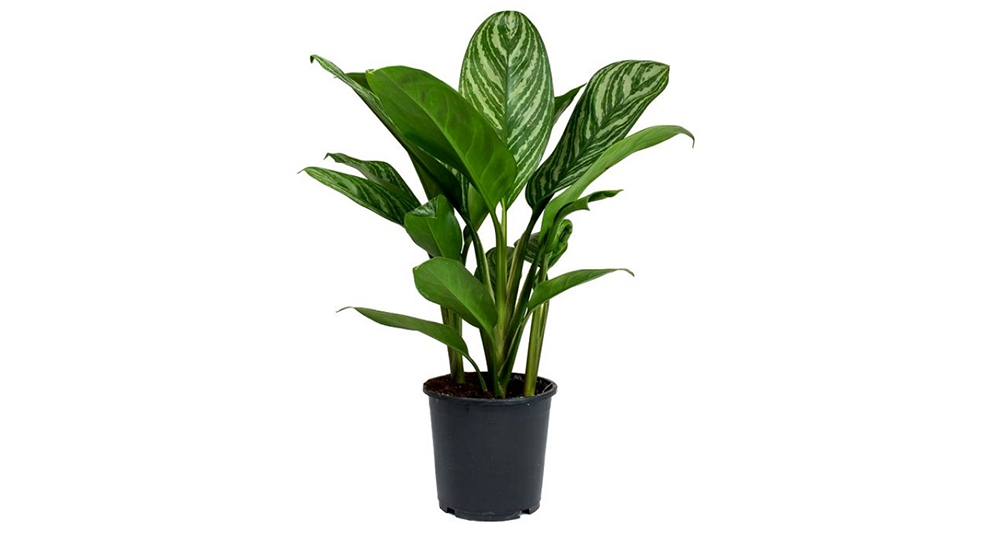 Aglaonema Green Queen