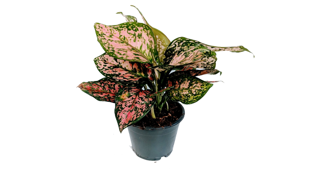 Aglaonema Pink Dalmatian