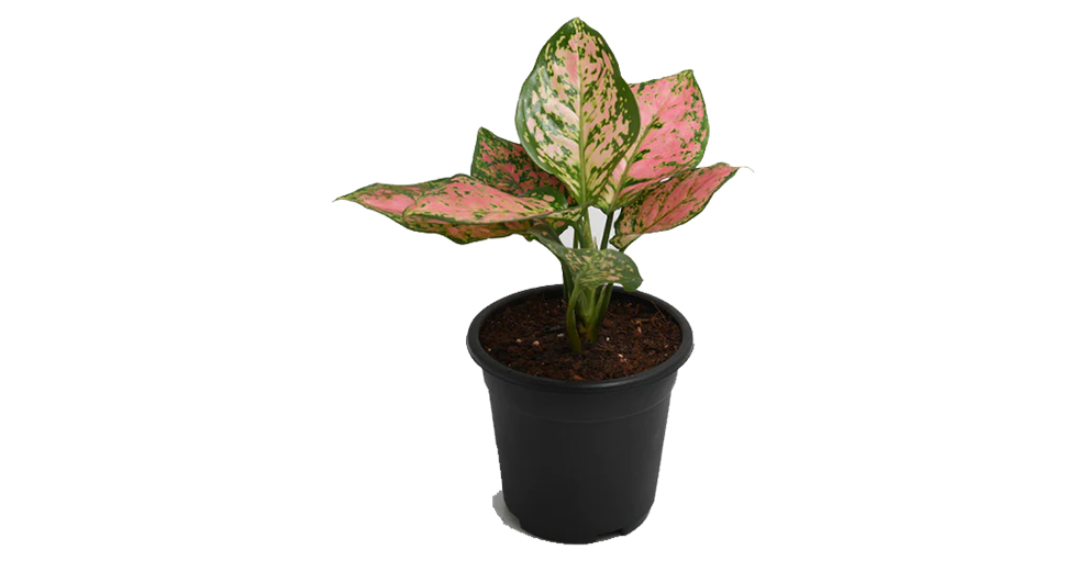 Aglaonema Pink Moon