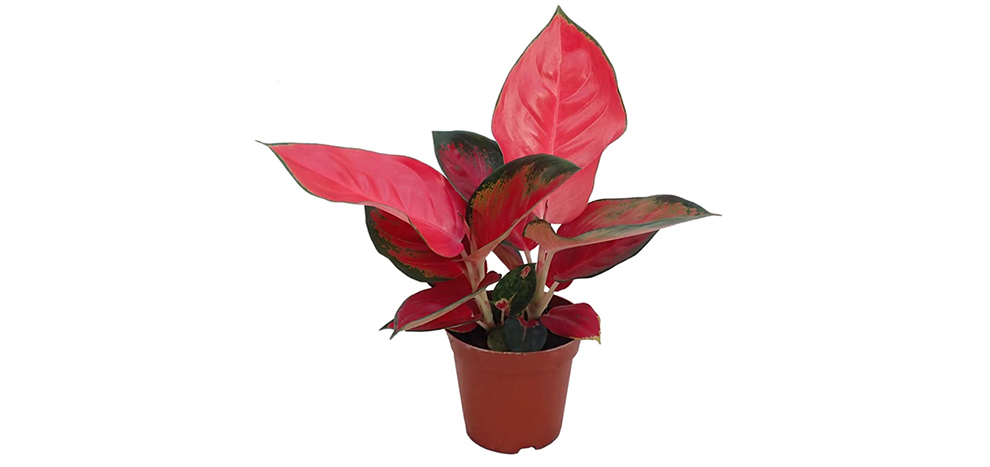 Aglaonema 'Red Anjamani'