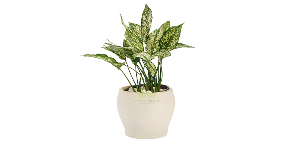 Aglaonema White Calcite