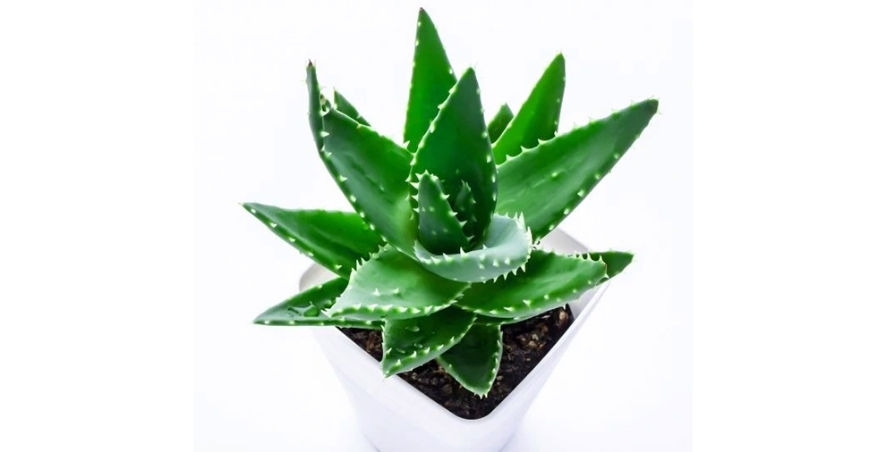 Aloe-Vera