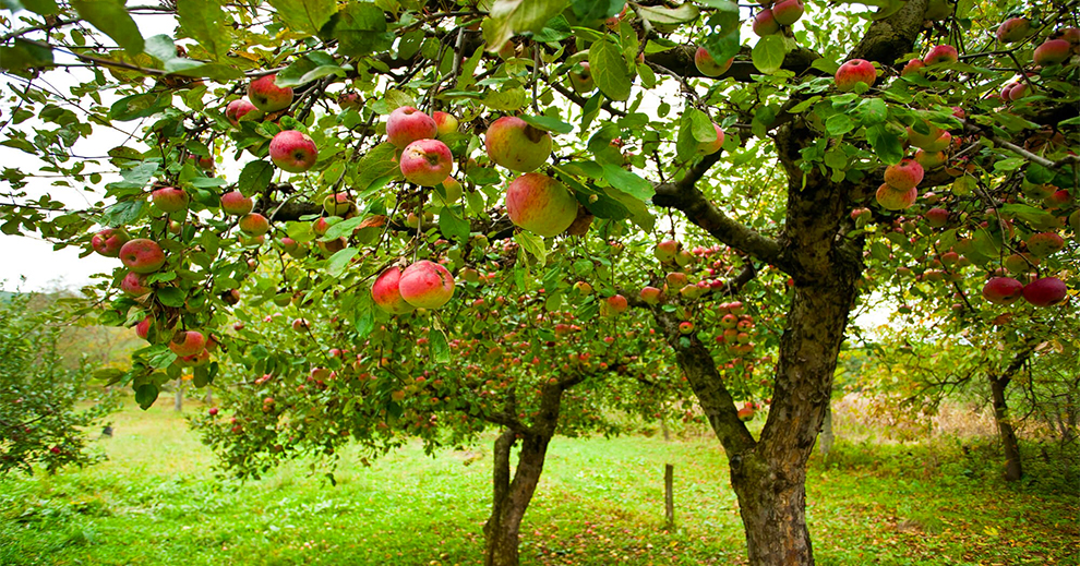 An Aged Tree of Two Years Serves Better