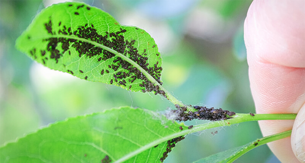 An Aphid Infestation