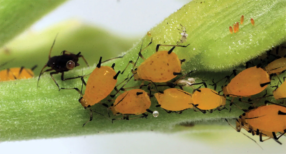 Aphids