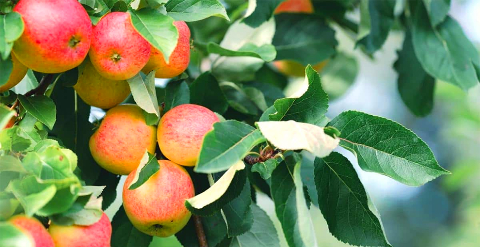 Apple Tree Care Guide For The Third Year